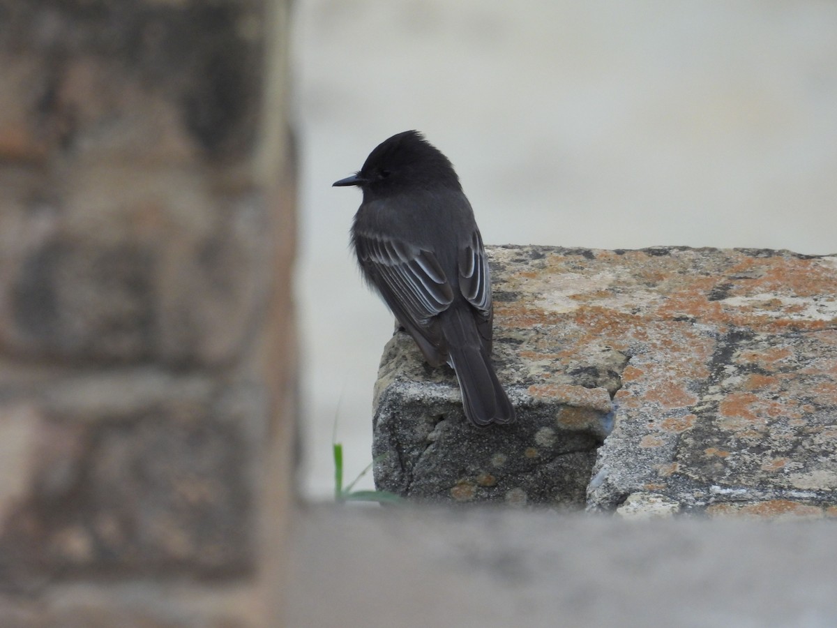 Black Phoebe - ML646836325