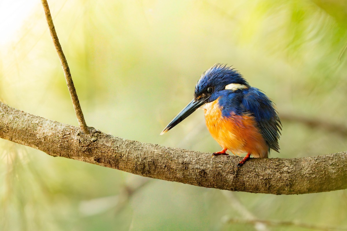 ledňáček azurový - ML646836326