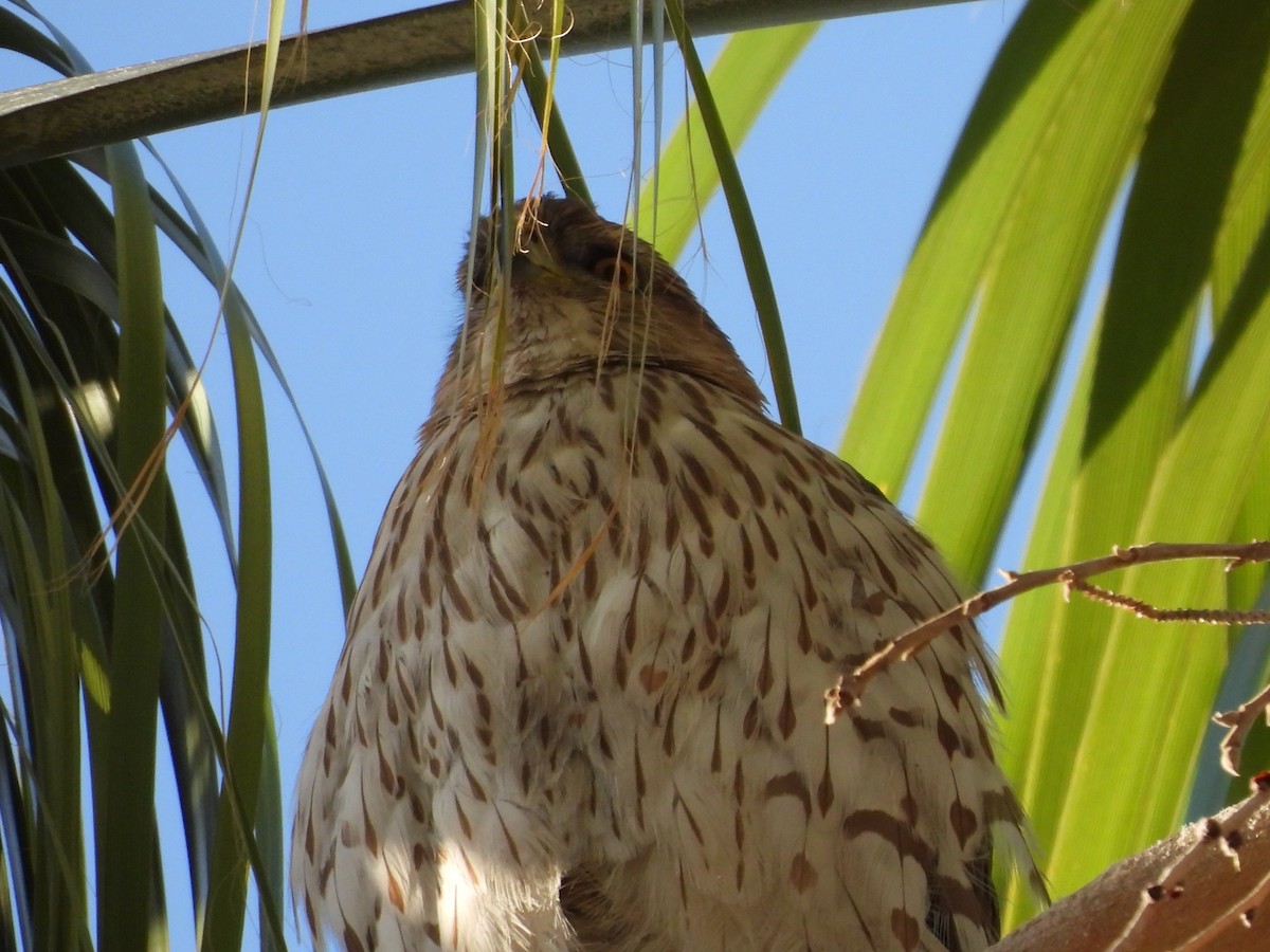 Cooper's Hawk - ML646836327