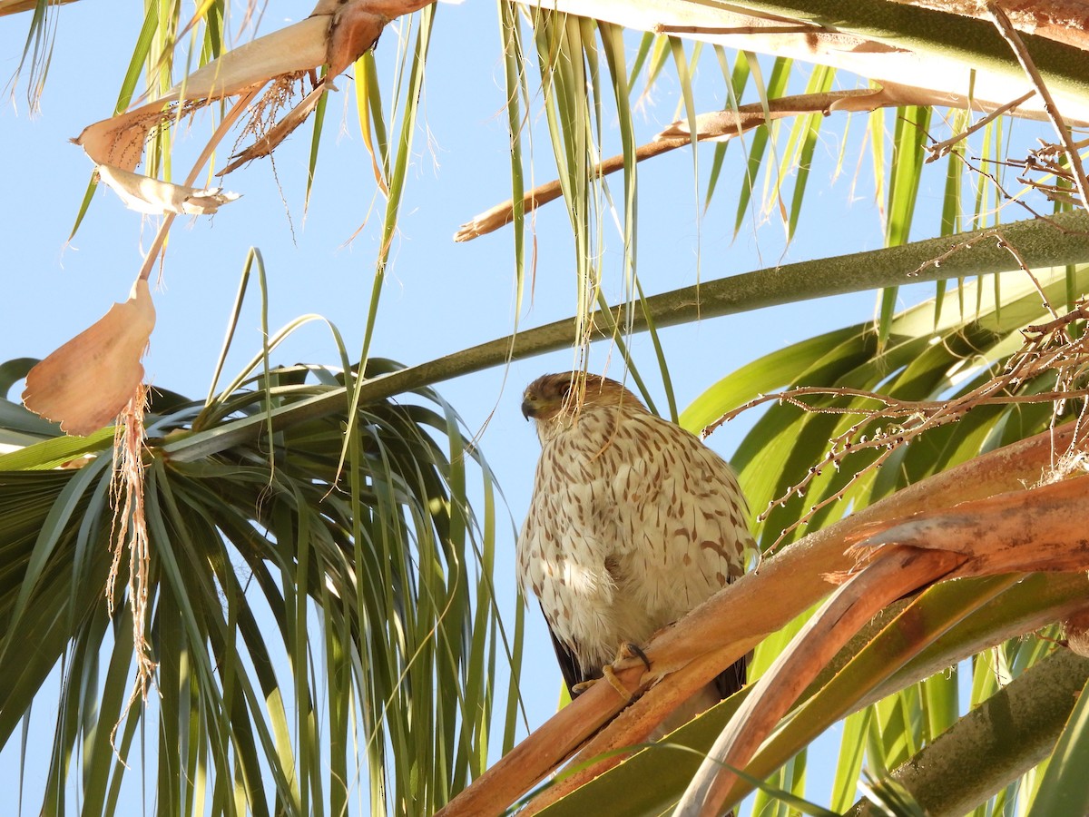 Cooper's Hawk - ML646836328