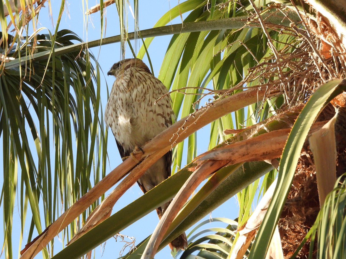 Cooper's Hawk - ML646836329