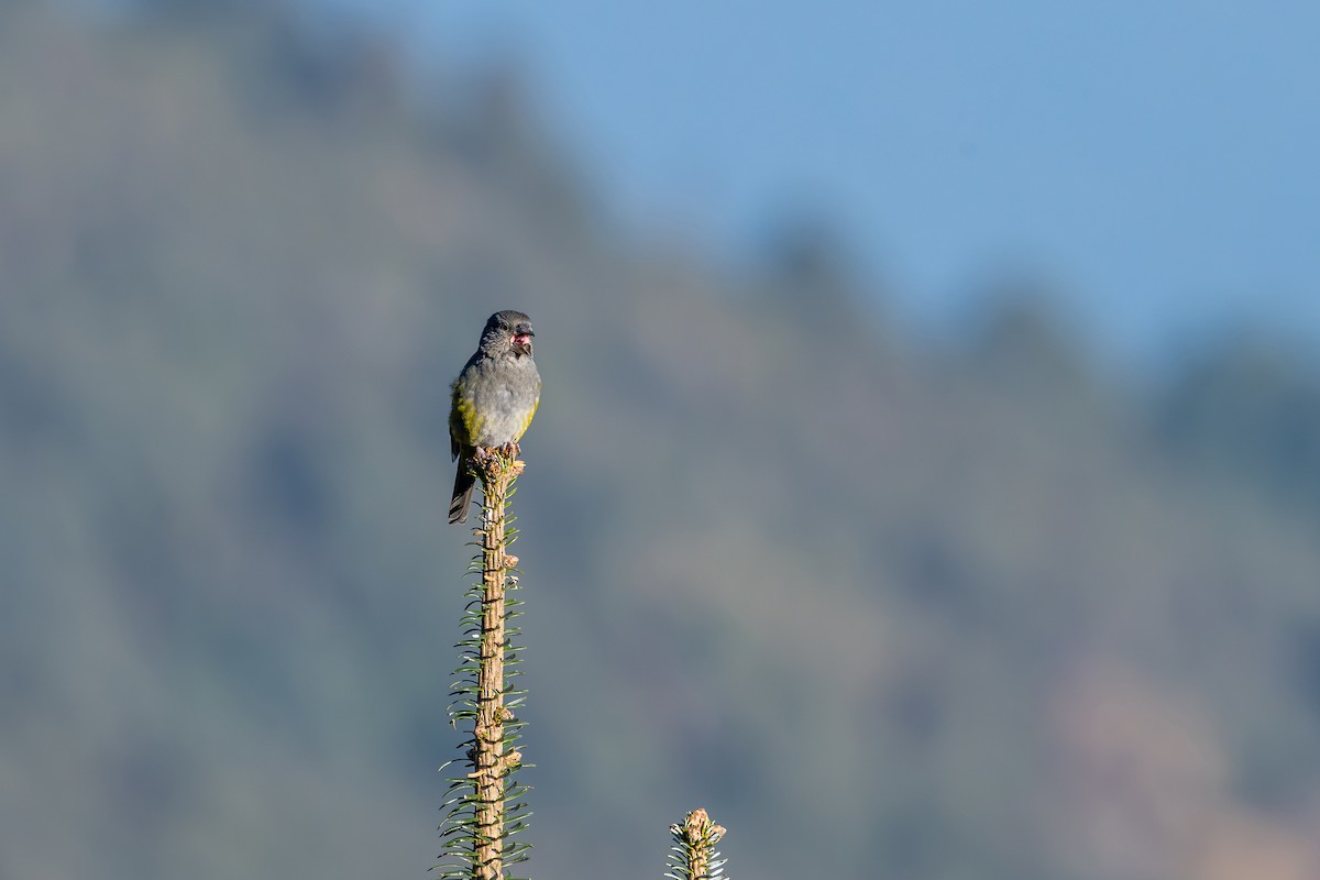 White-winged Grosbeak - ML646836331