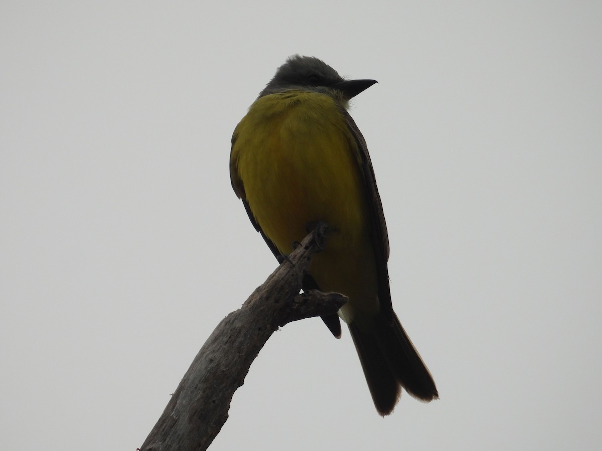 Couch's Kingbird - ML646836332