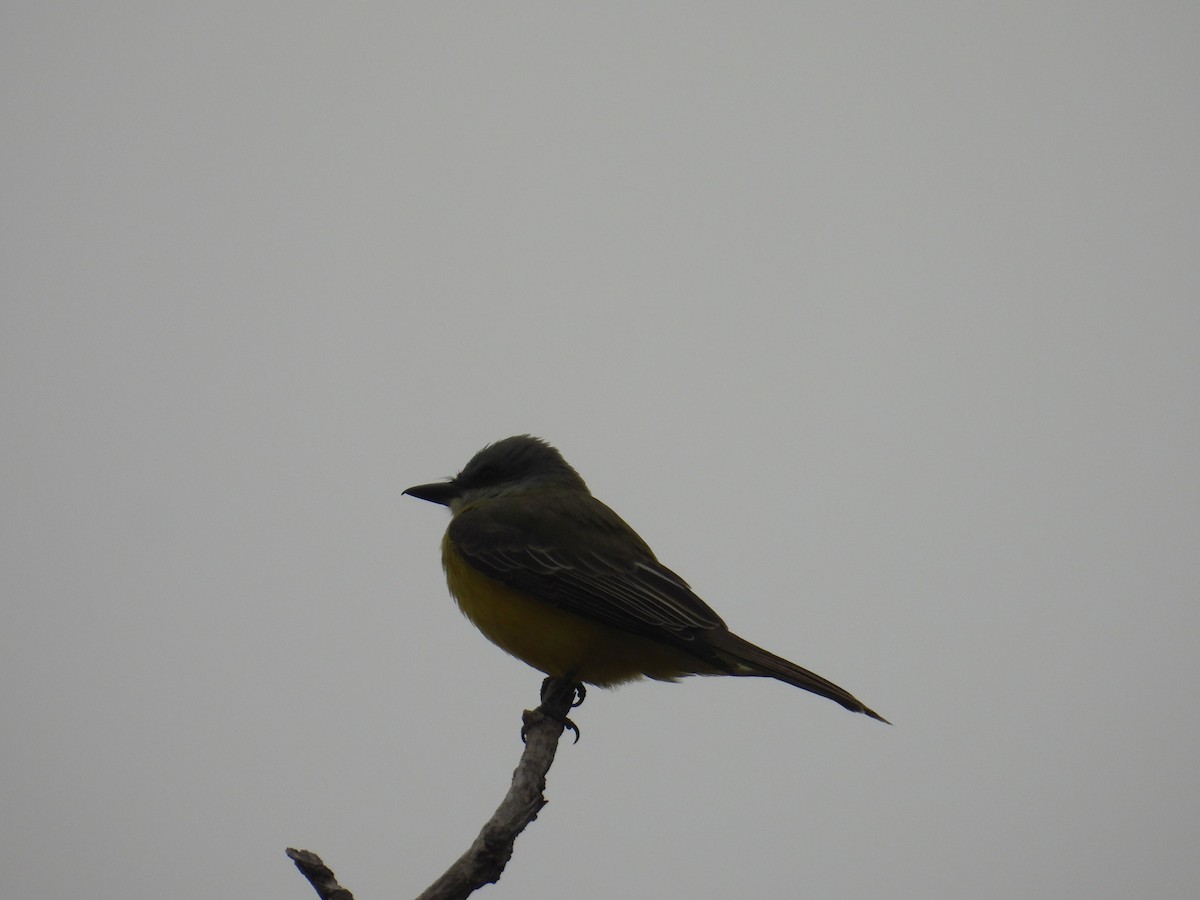 Couch's Kingbird - ML646836333