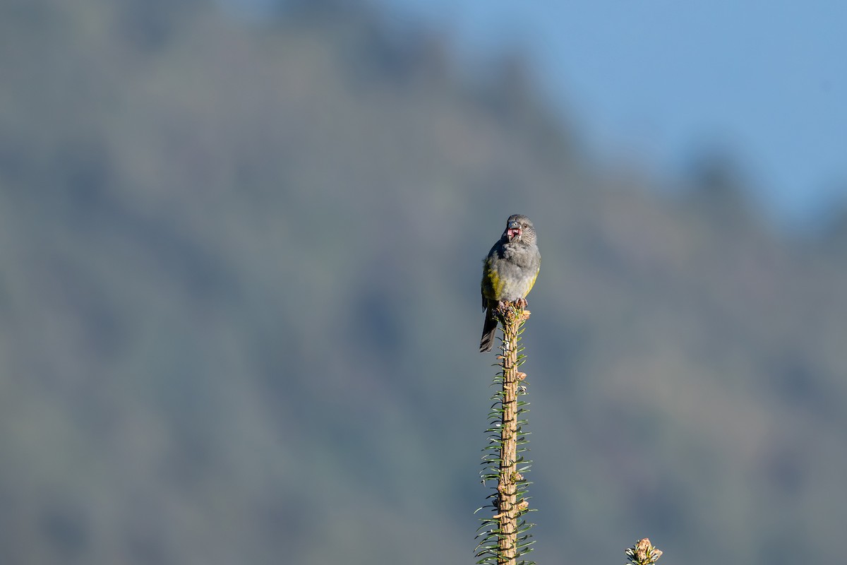 White-winged Grosbeak - ML646836334