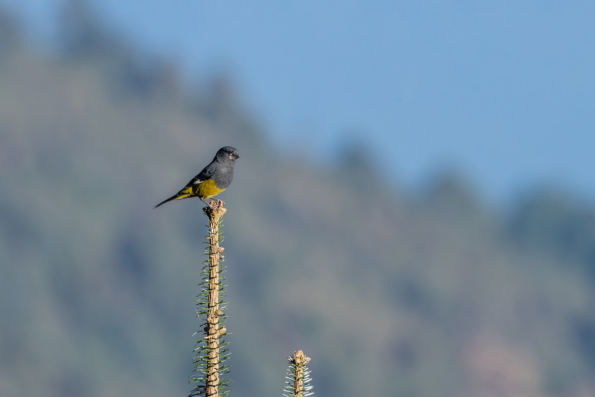 White-winged Grosbeak - ML646836335