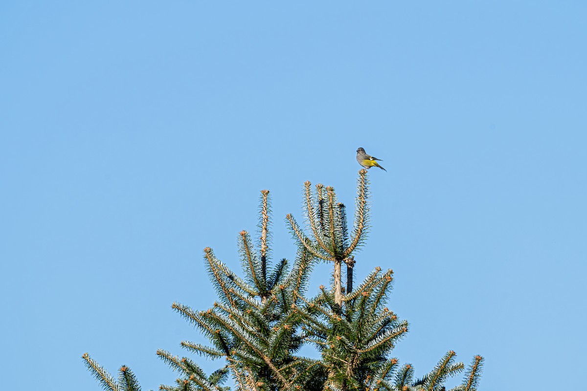 White-winged Grosbeak - ML646836336
