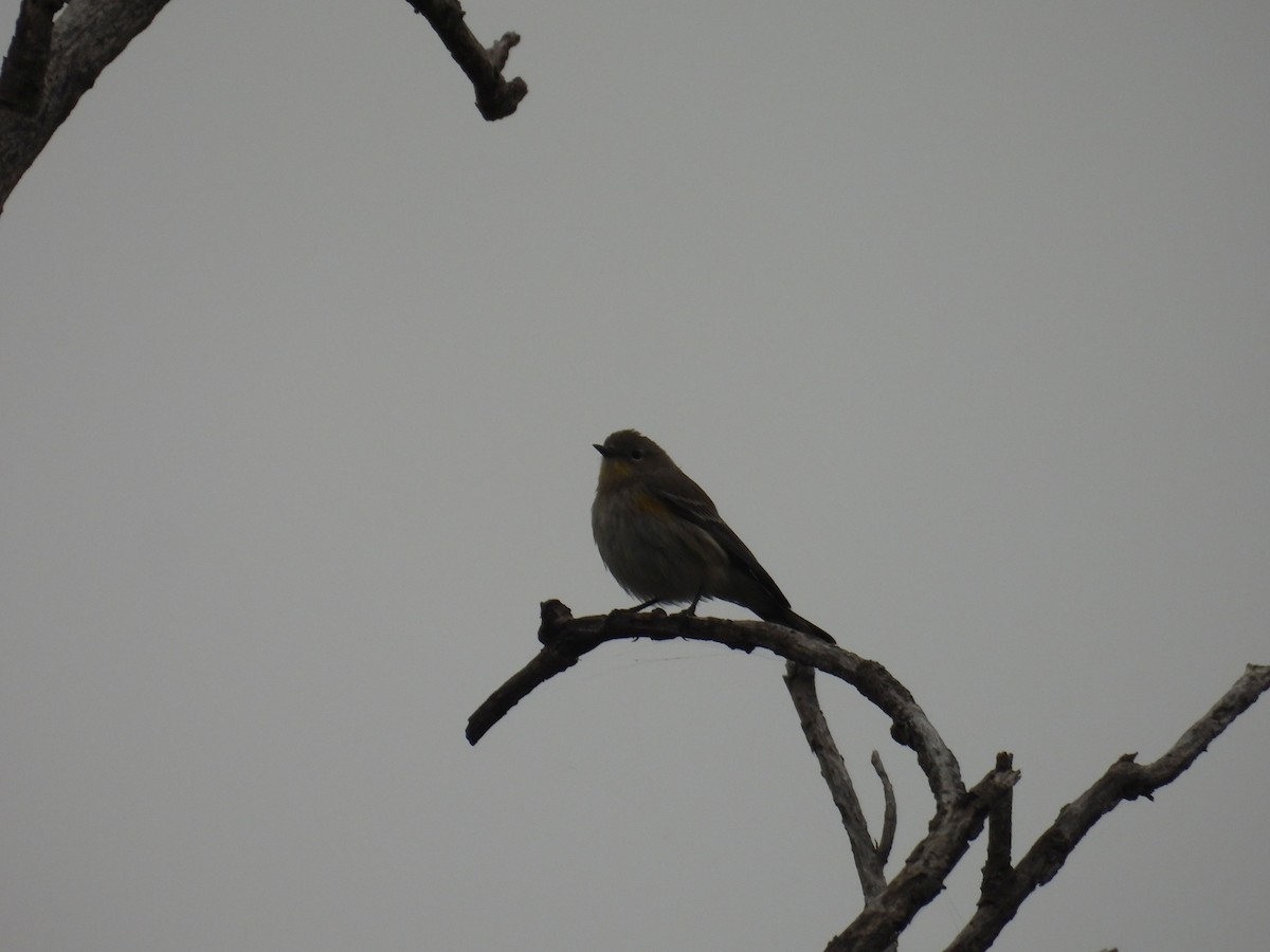 Yellow-rumped Warbler (Audubon's) - ML646836337