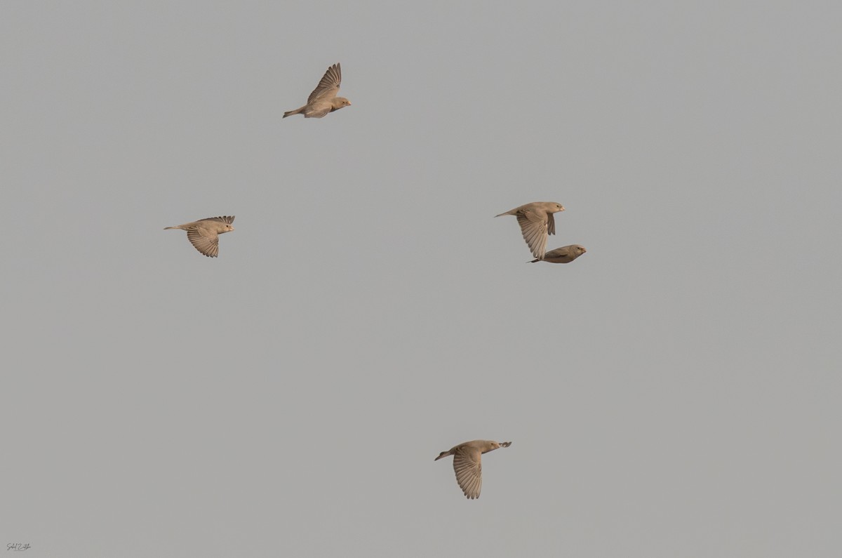 trompetfink - ML646836338