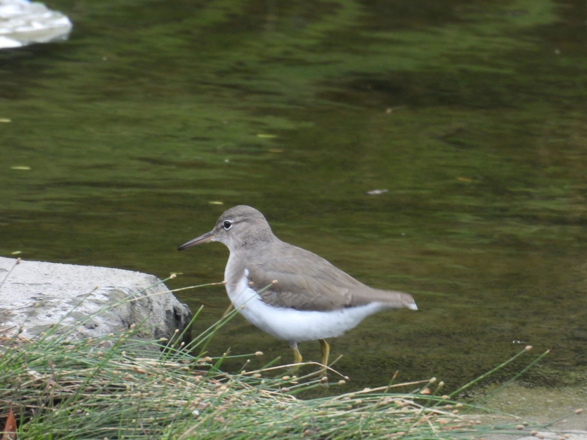 Spotted Sandpiper - ML646836342