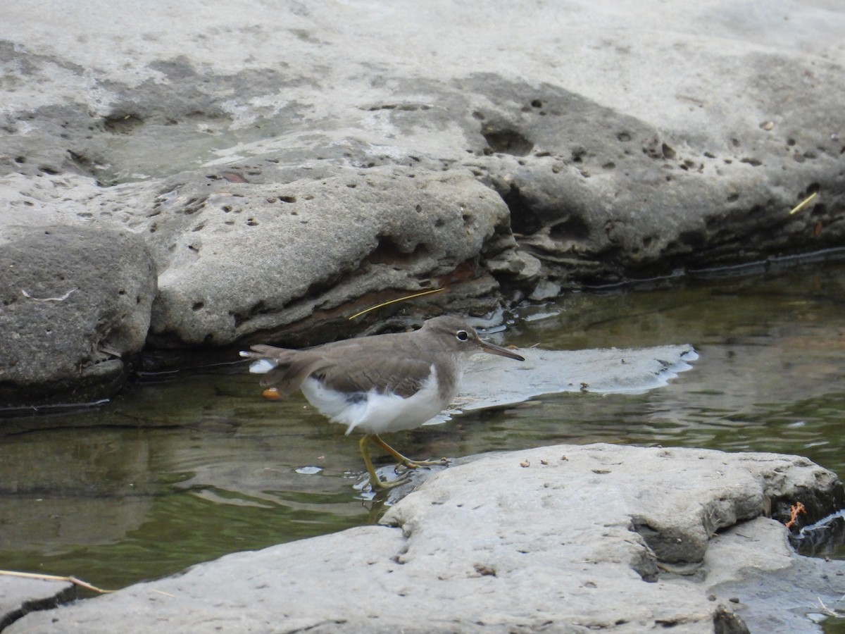 Spotted Sandpiper - ML646836343