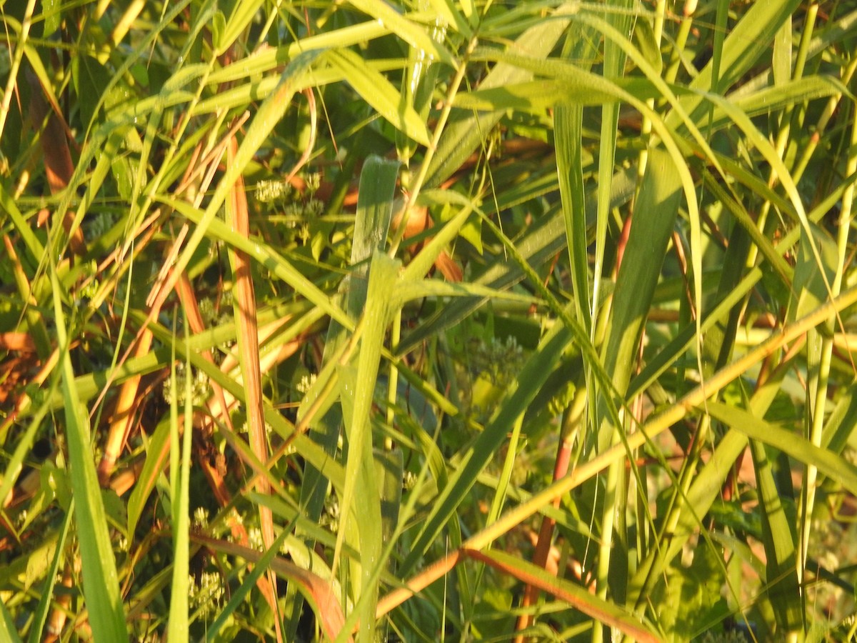 Acrocephalus sp. - ML646836354