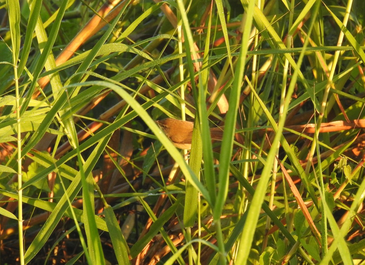 Acrocephalus sp. - ML646836355