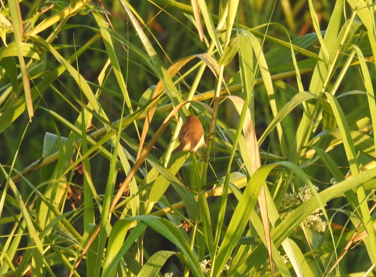 Acrocephalus sp. - ML646836356