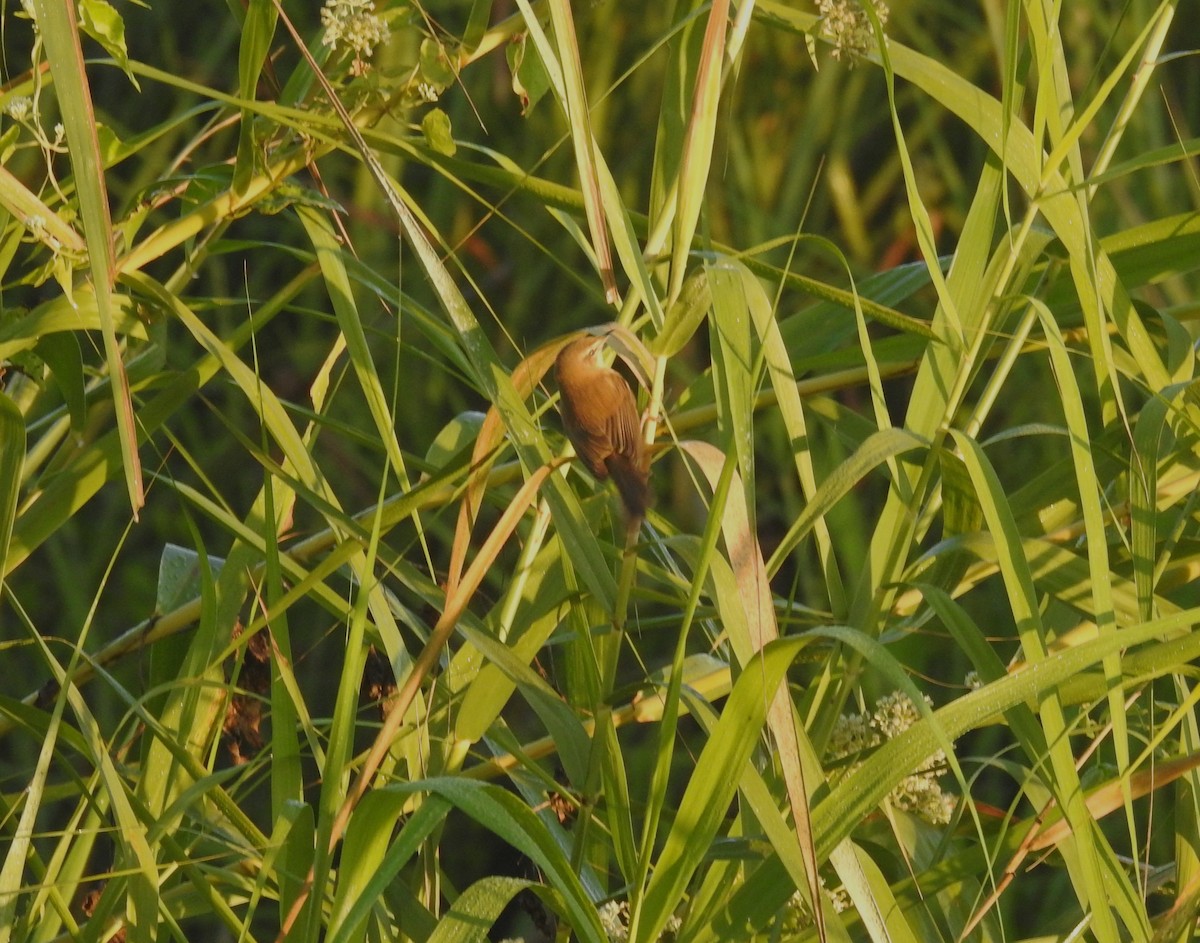 Acrocephalus sp. - ML646836357