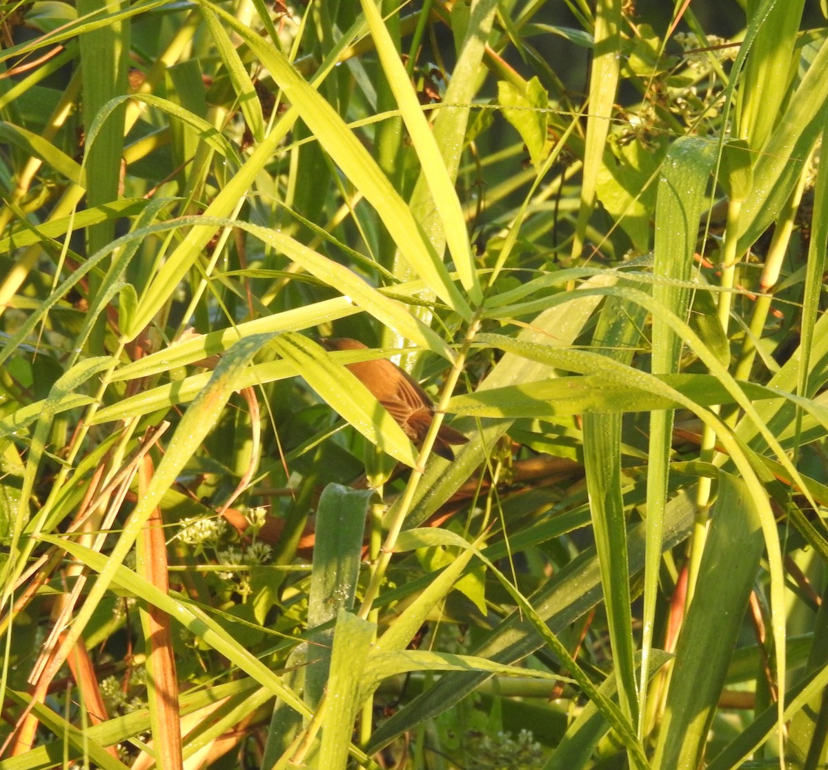 Acrocephalus sp. - ML646836358