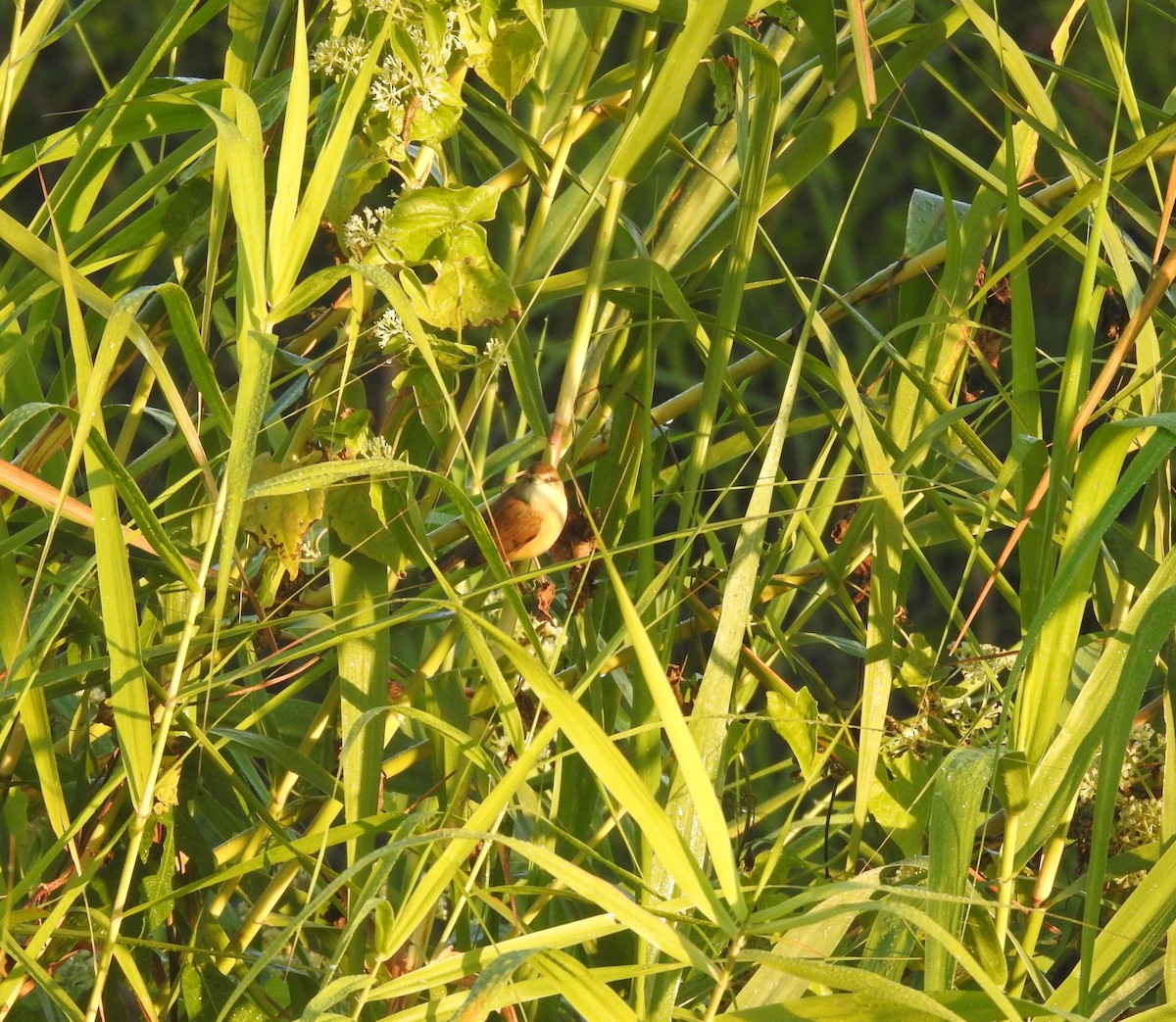 Acrocephalus sp. - ML646836359