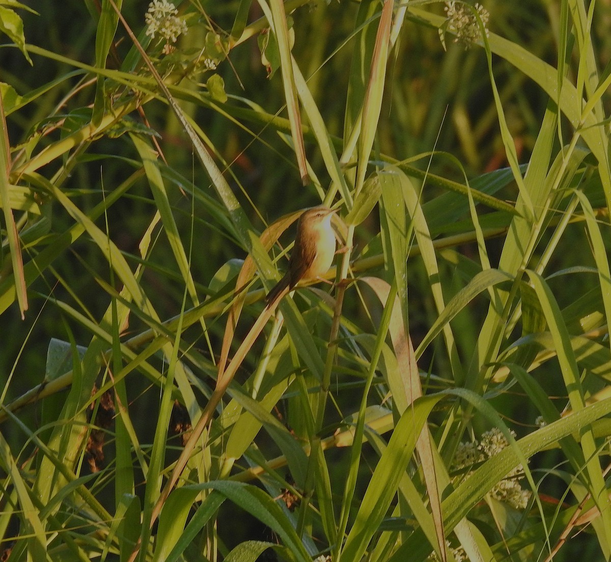 Acrocephalus sp. - ML646836360