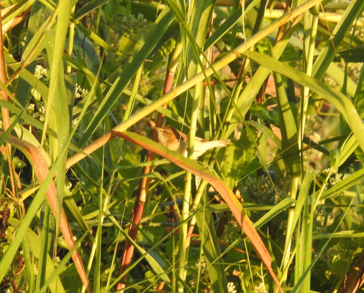 Acrocephalus sp. - ML646836361