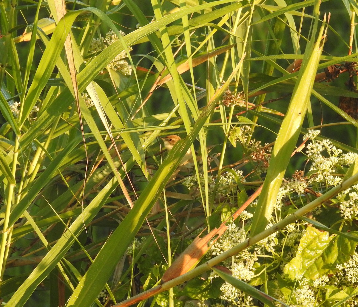 Acrocephalus sp. - ML646836362