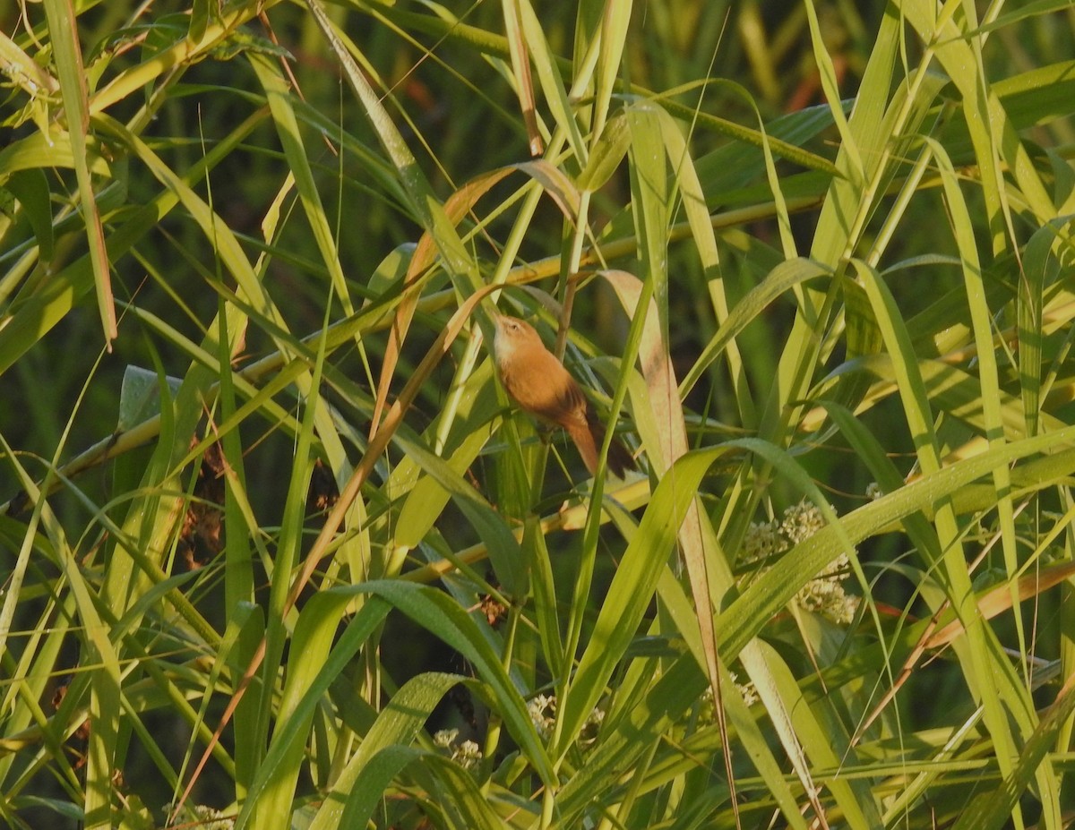 Acrocephalus sp. - ML646836363