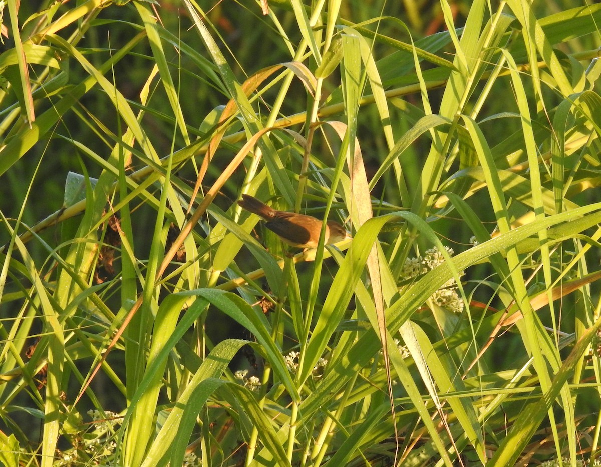 Acrocephalus sp. - ML646836364