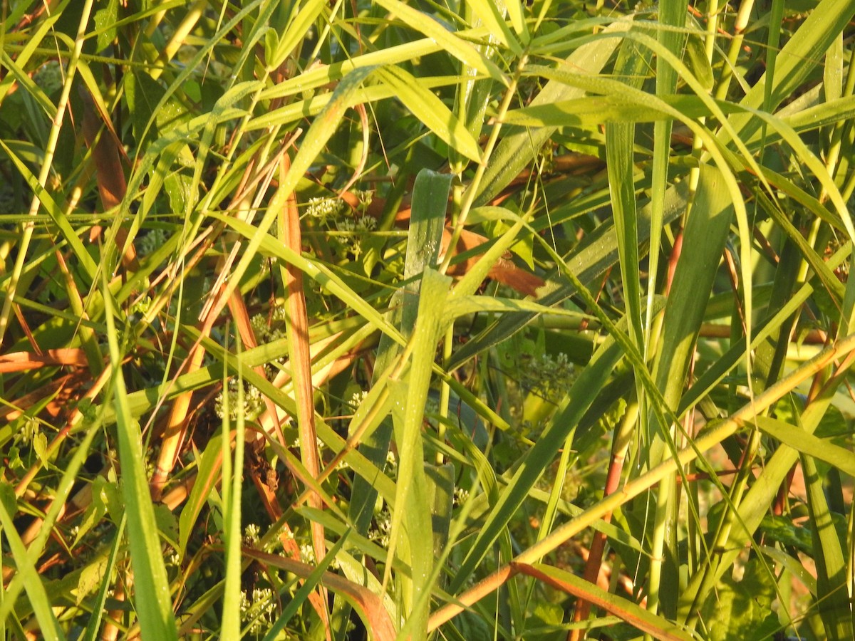 Acrocephalus sp. - ML646836365