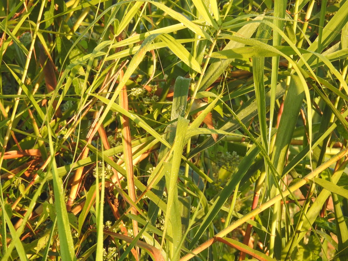 Acrocephalus sp. - ML646836366