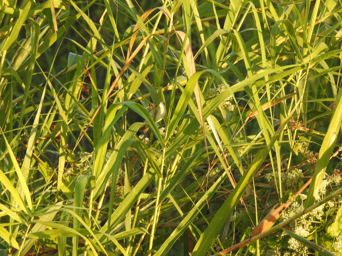 Acrocephalus sp. - ML646836367