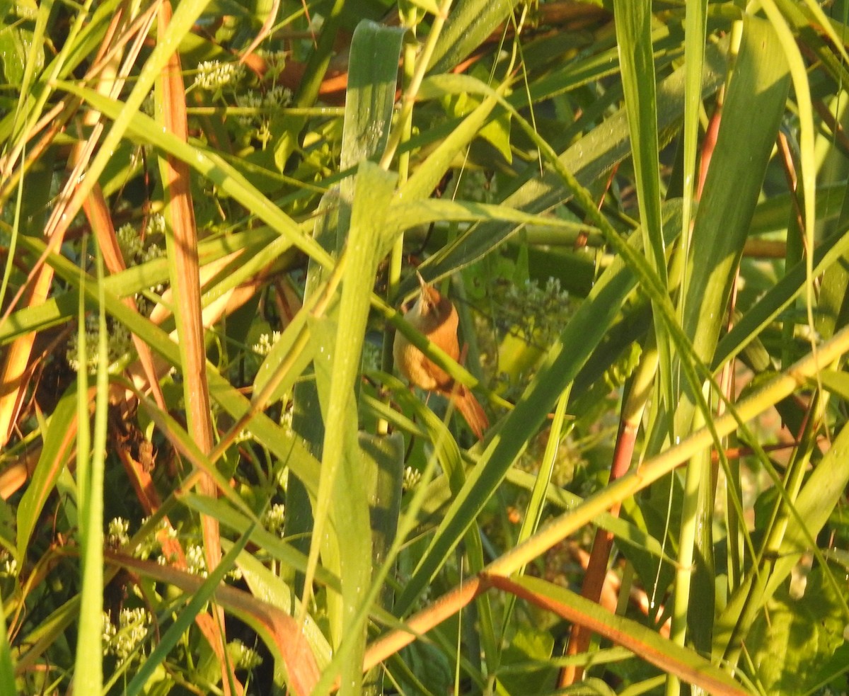 Acrocephalus sp. - ML646836368