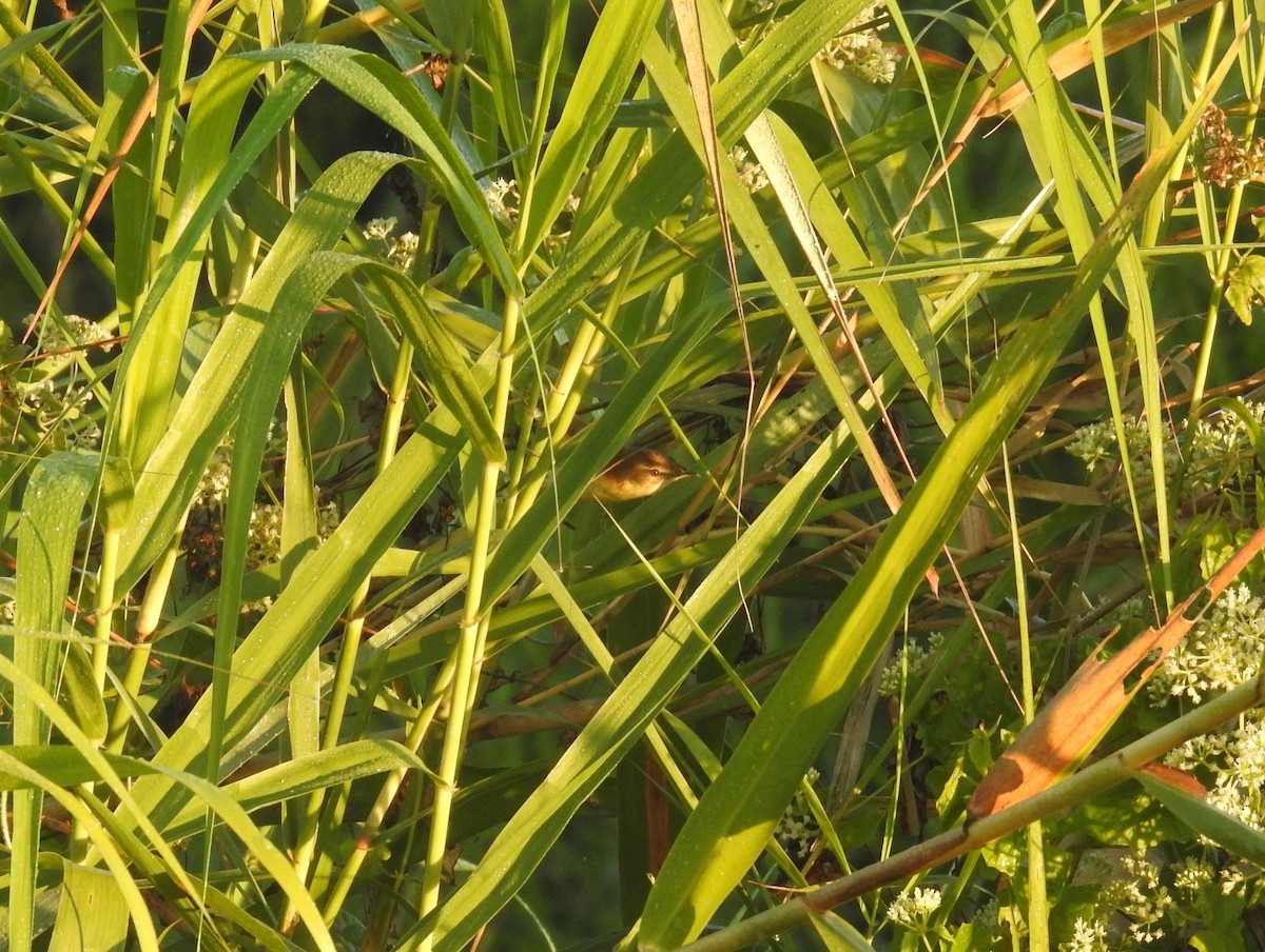 Acrocephalus sp. - ML646836369