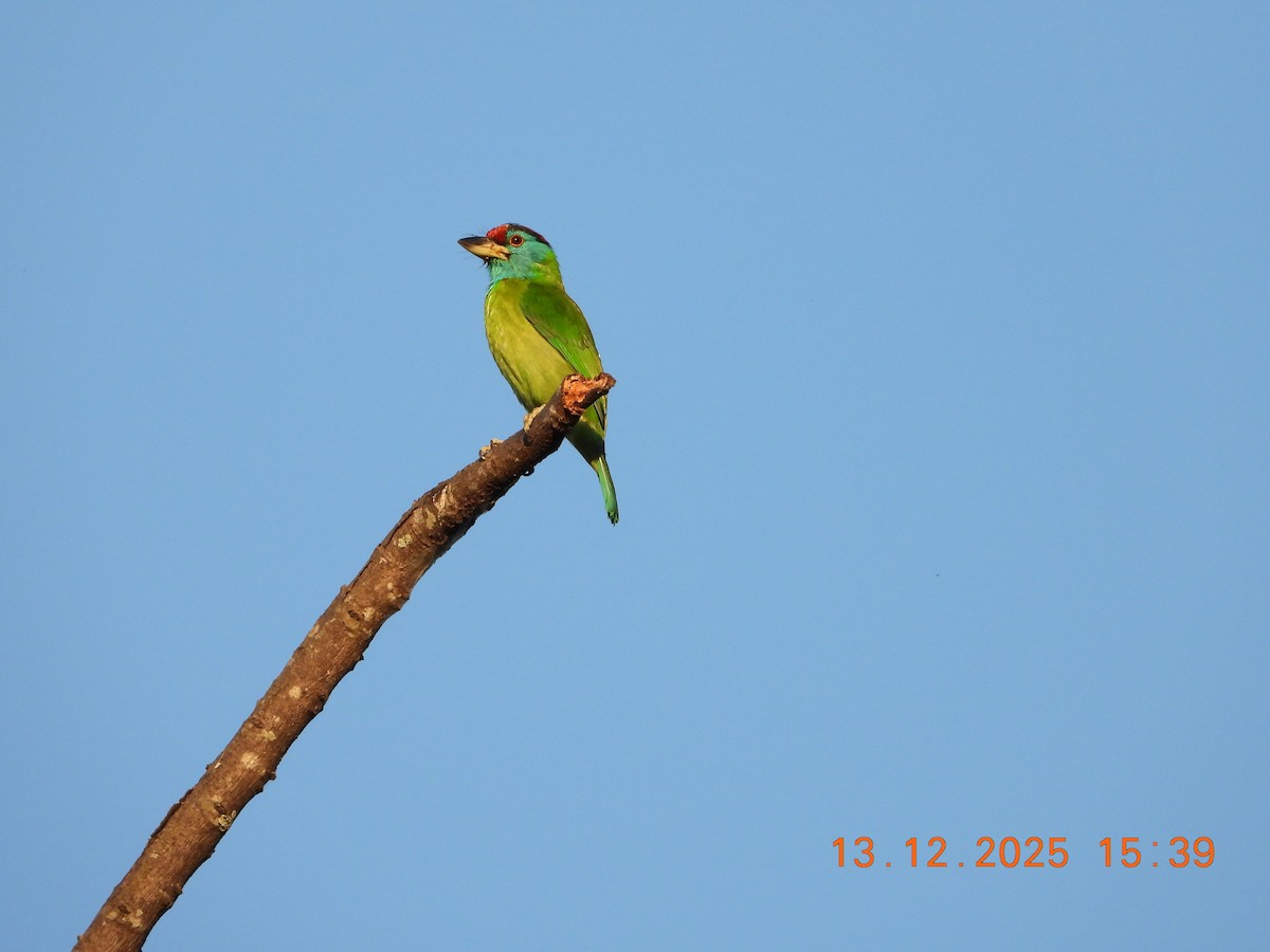 Голубощёкий бородастик - ML646836370