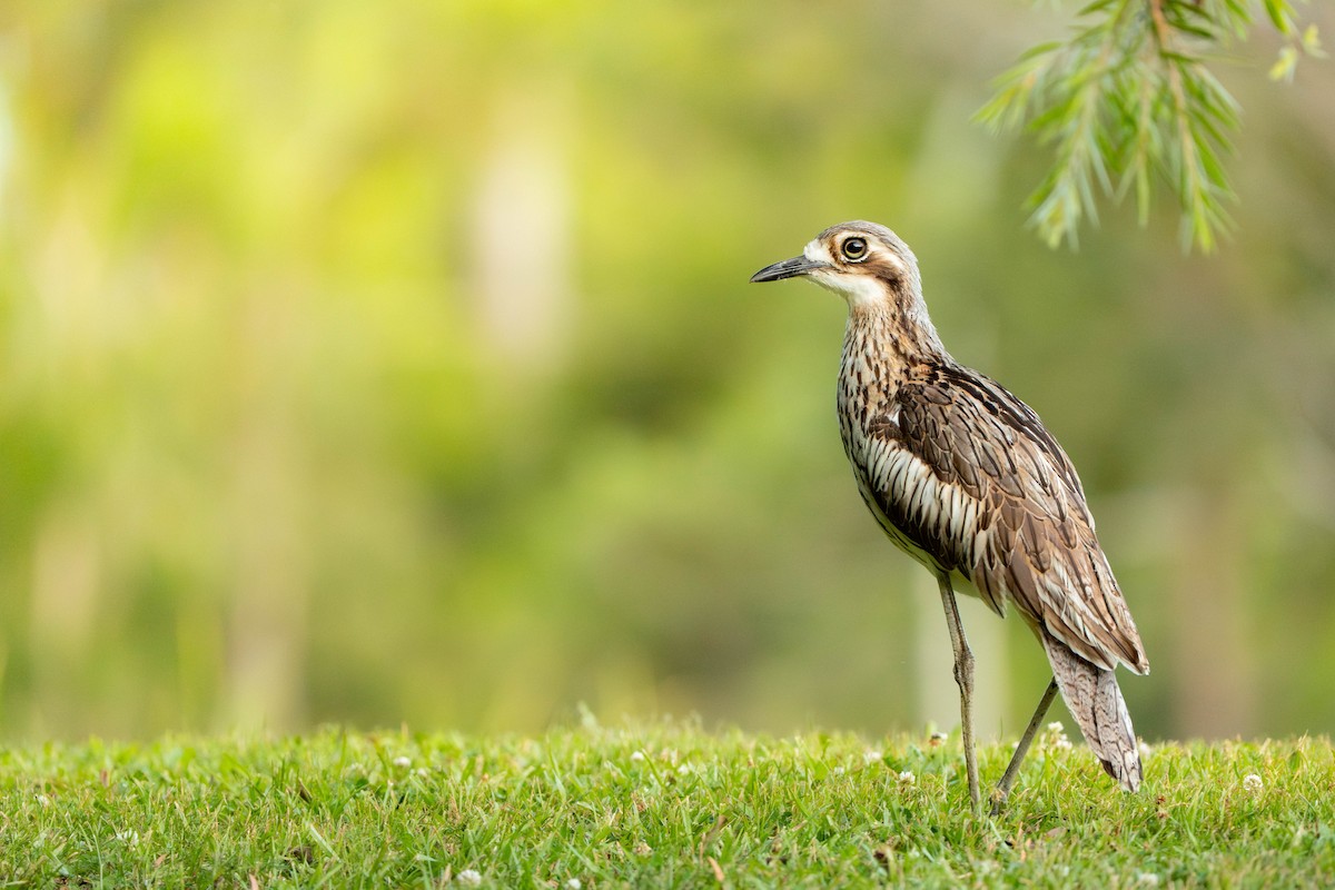 dytík velký - ML646836371