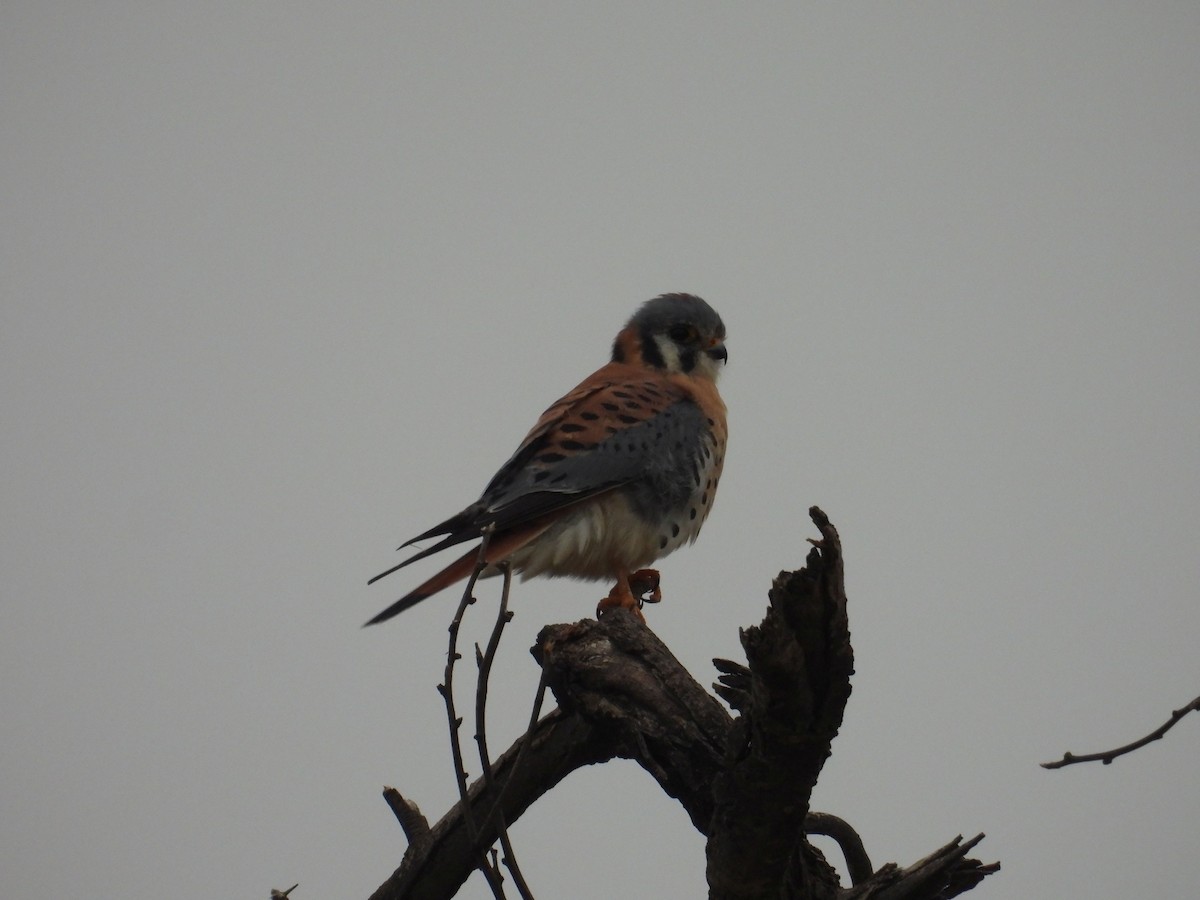 American Kestrel - ML646836372