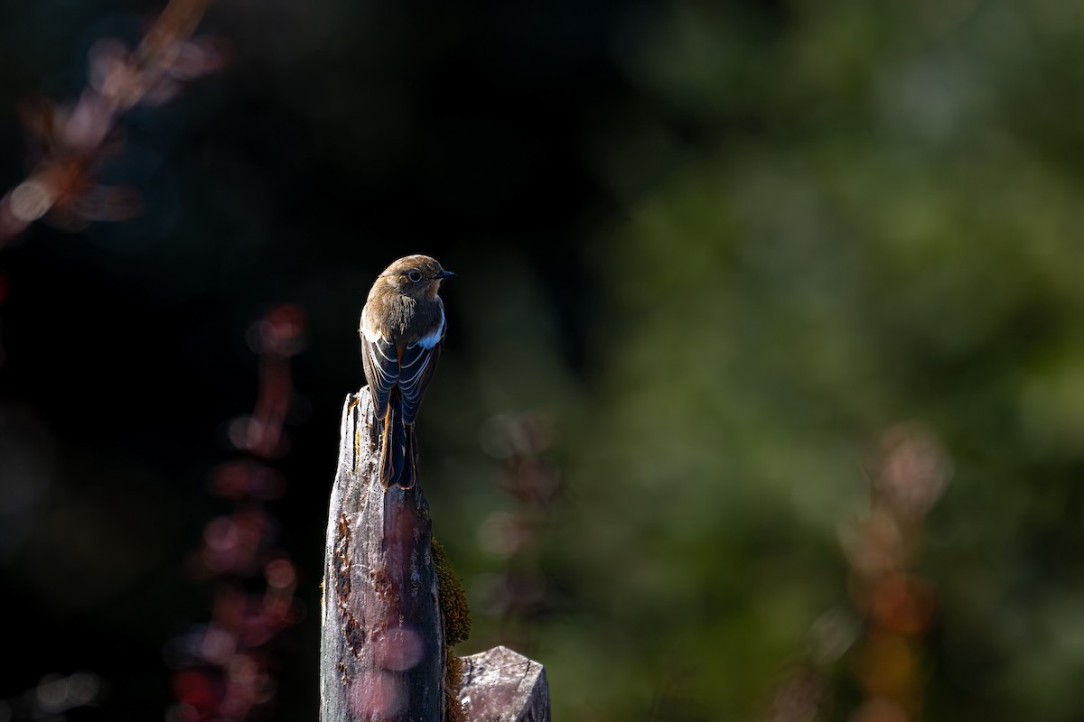 Ak Boğazlı Kızılkuyruk - ML646836373