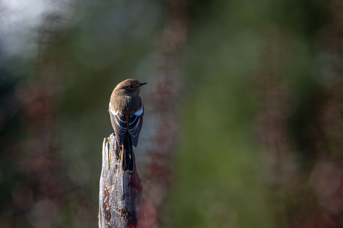 Ak Boğazlı Kızılkuyruk - ML646836374