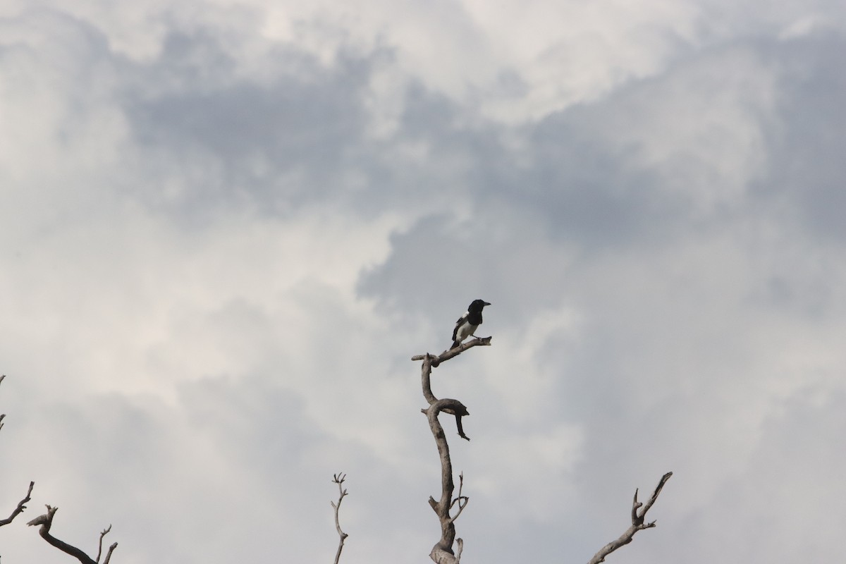 Пегая флейтовая птица - ML646836375