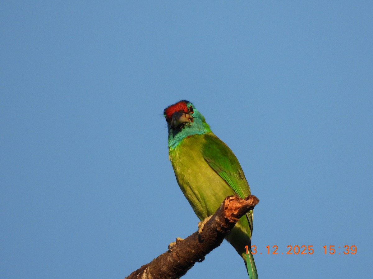 Голубощёкий бородастик - ML646836376