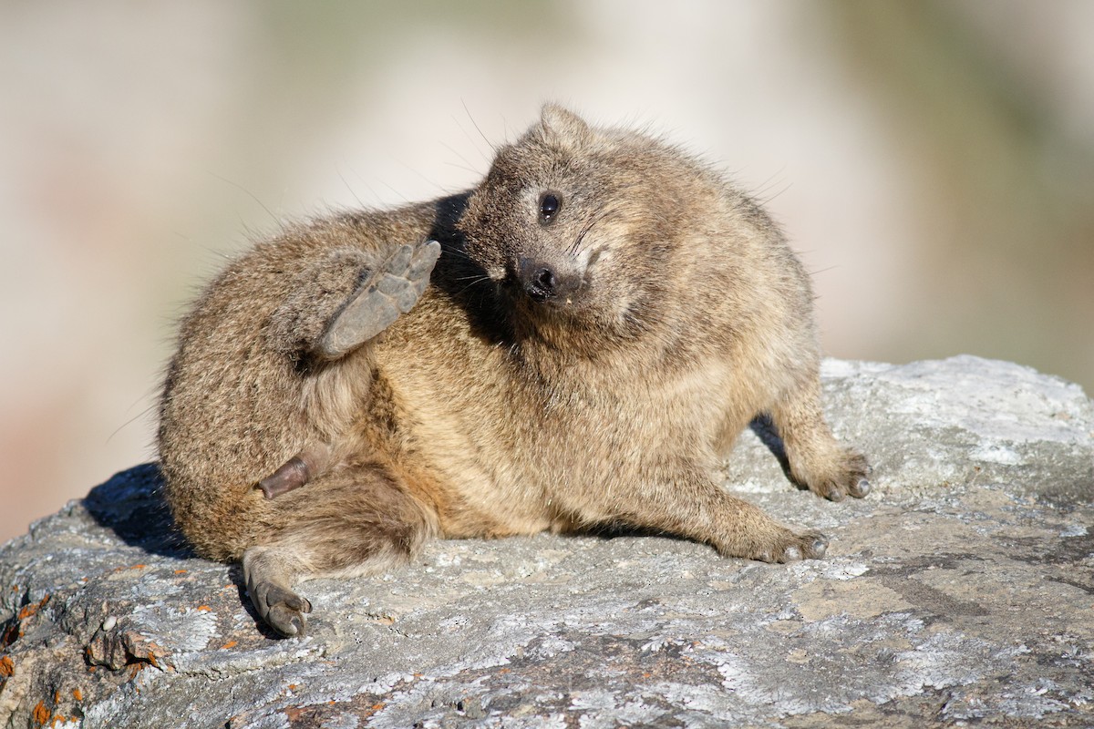 Rock Hyrax - ML646836382