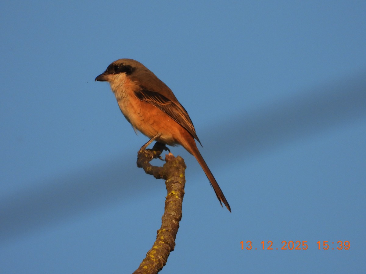 Тибетский сорокопут - ML646836385