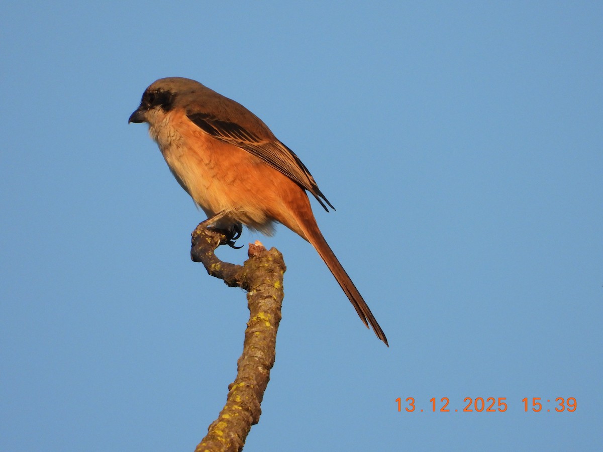 Тибетский сорокопут - ML646836386