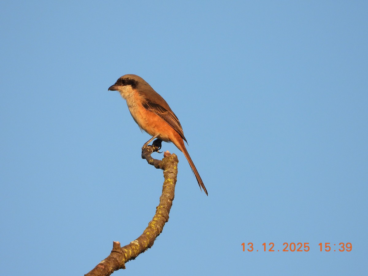 Тибетский сорокопут - ML646836387