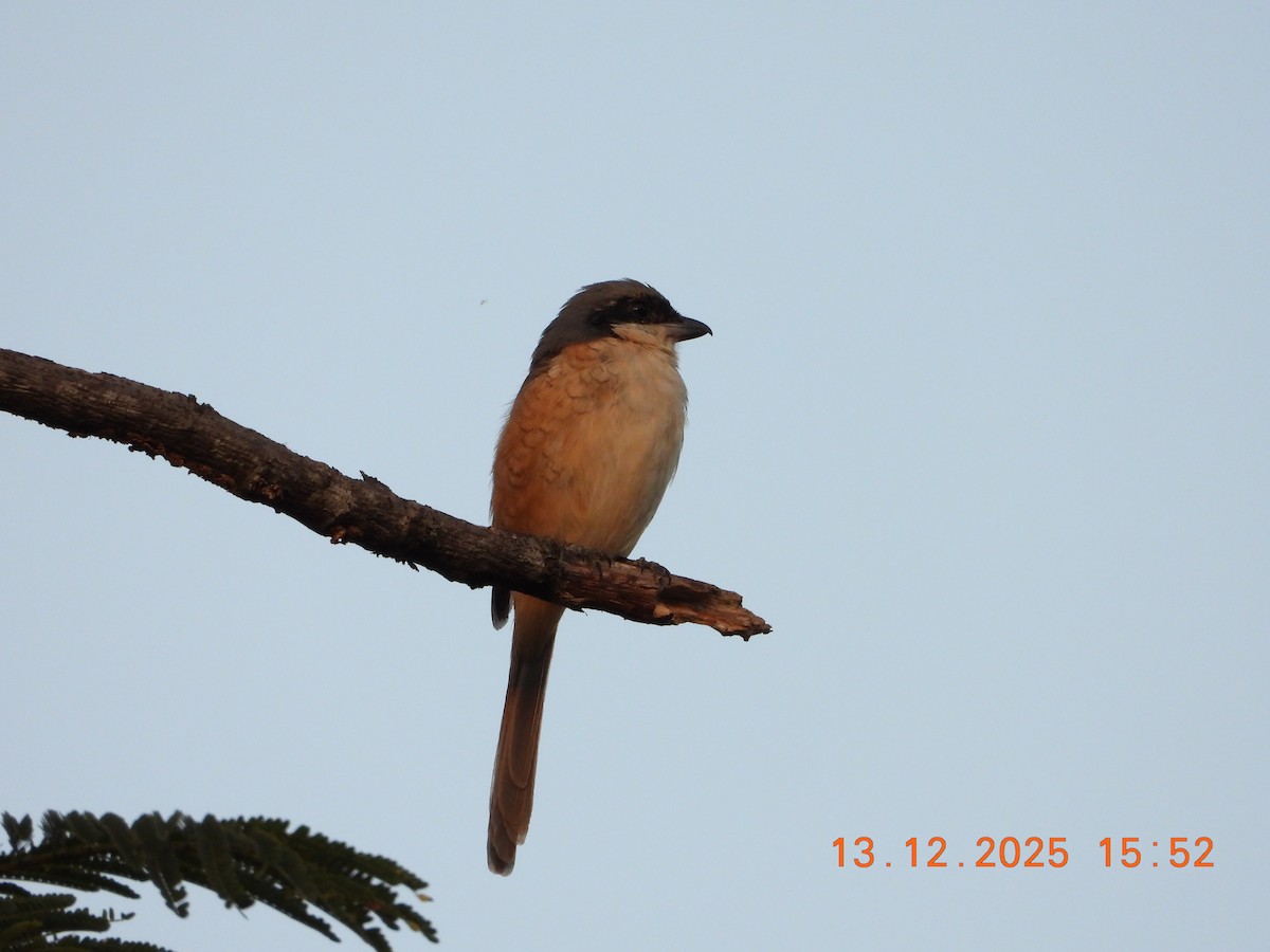 Тибетский сорокопут - ML646836388