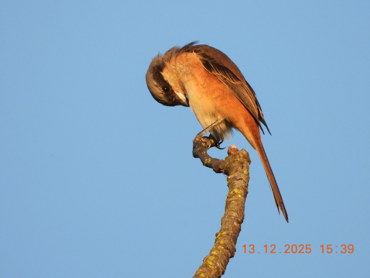 Тибетский сорокопут - ML646836389