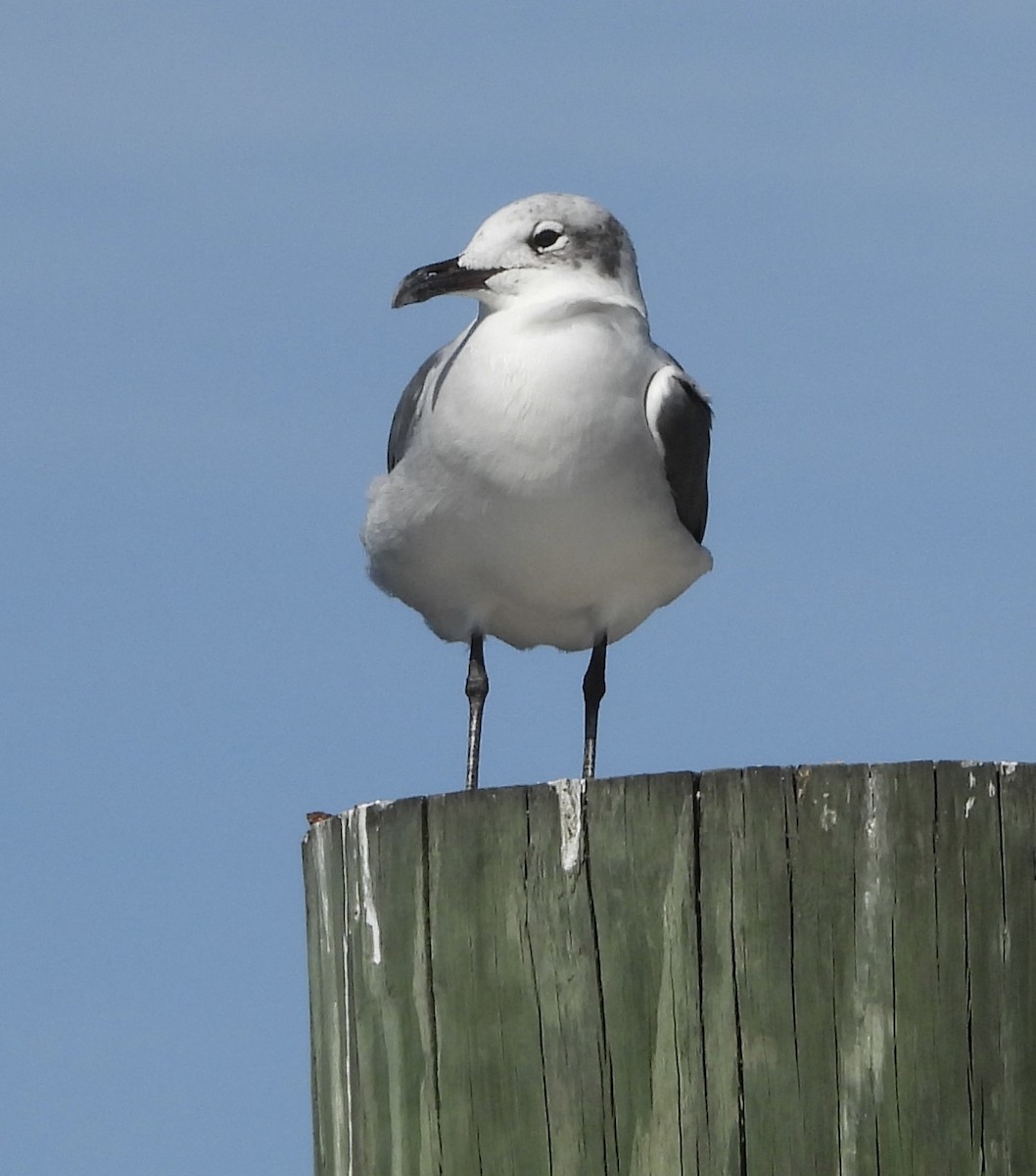 Ацтекская чайка - ML646836390