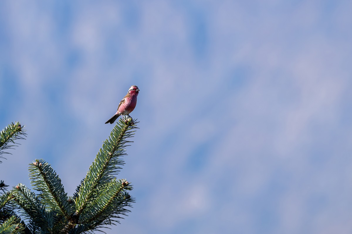 krattrosenfink - ML646836391