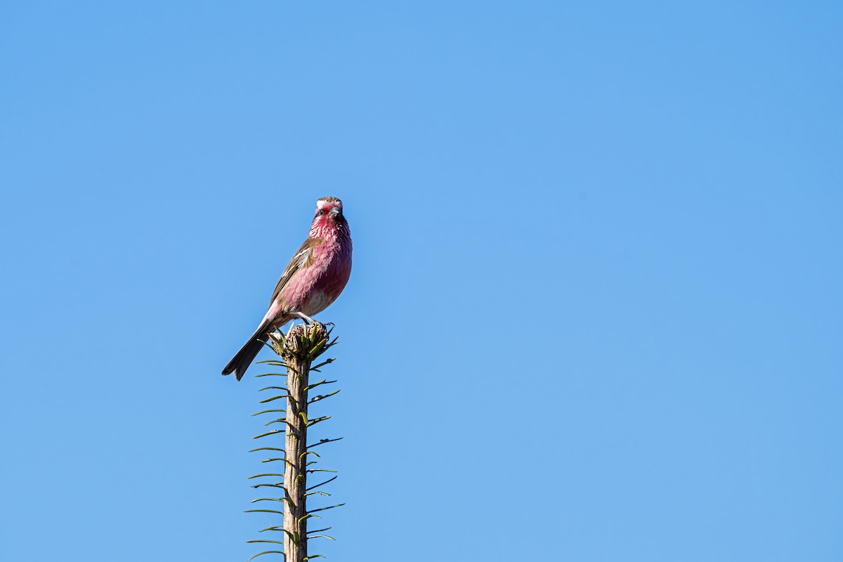 krattrosenfink - ML646836392