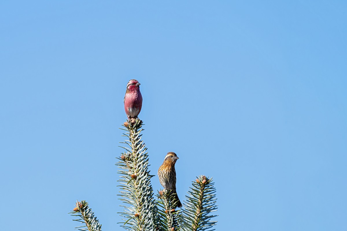 krattrosenfink - ML646836393