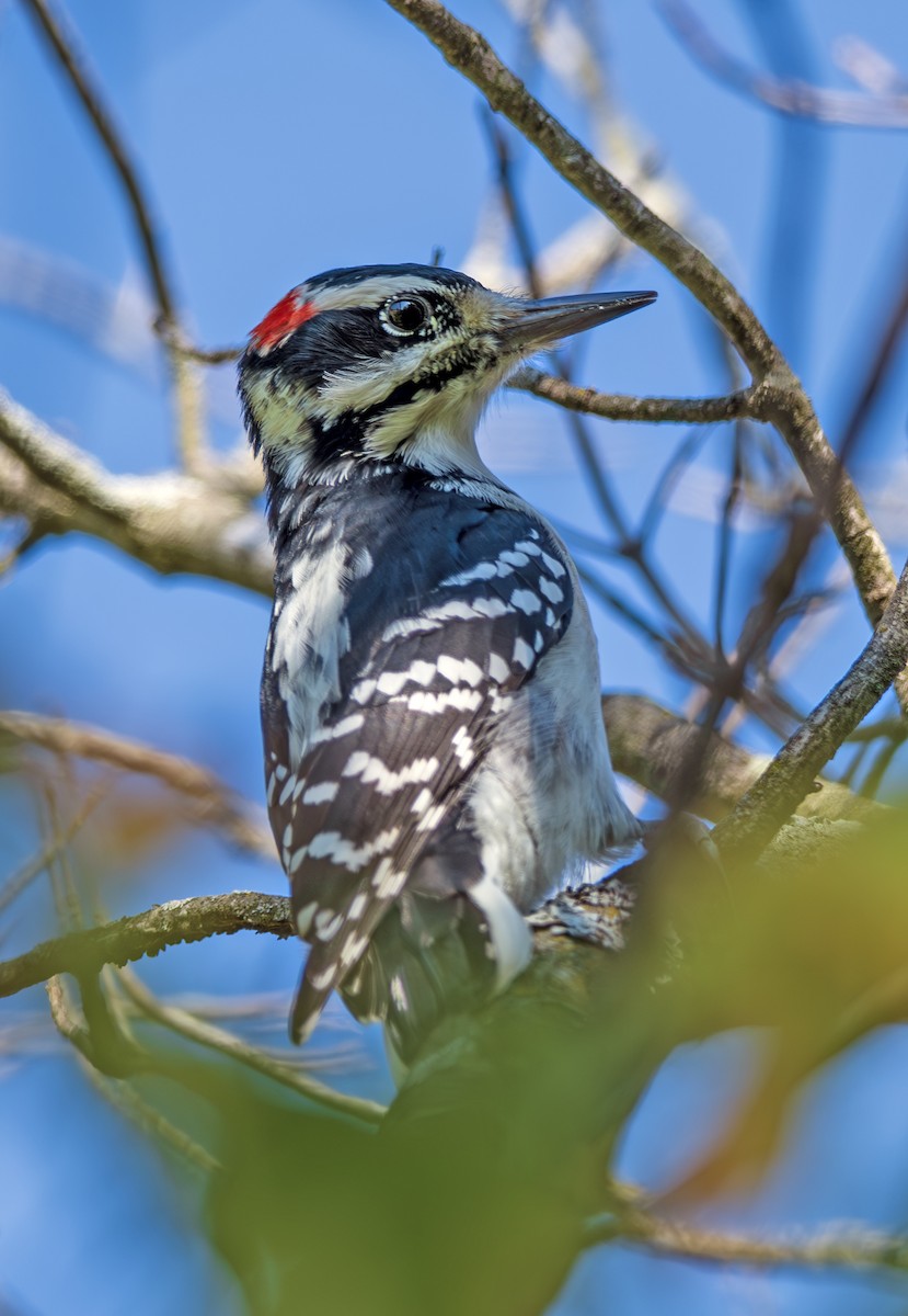 Hairy Woodpecker - ML646836396