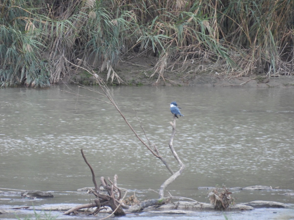 Ringed Kingfisher - ML646836399